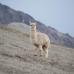 Lama On Mountainside